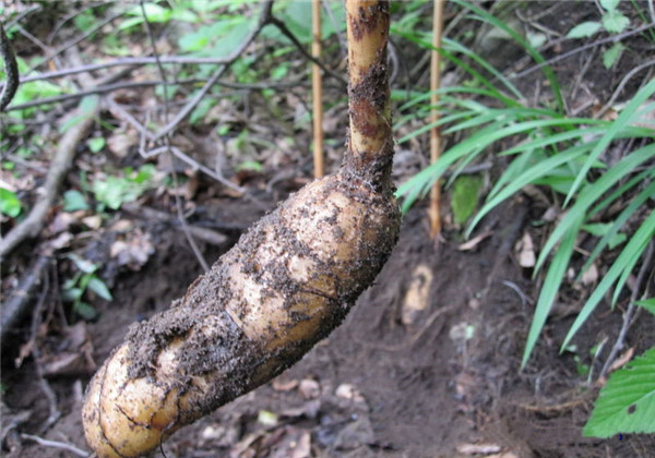 天麻种植技术与栽培管理专家讲解,天麻种植技术怎样管理