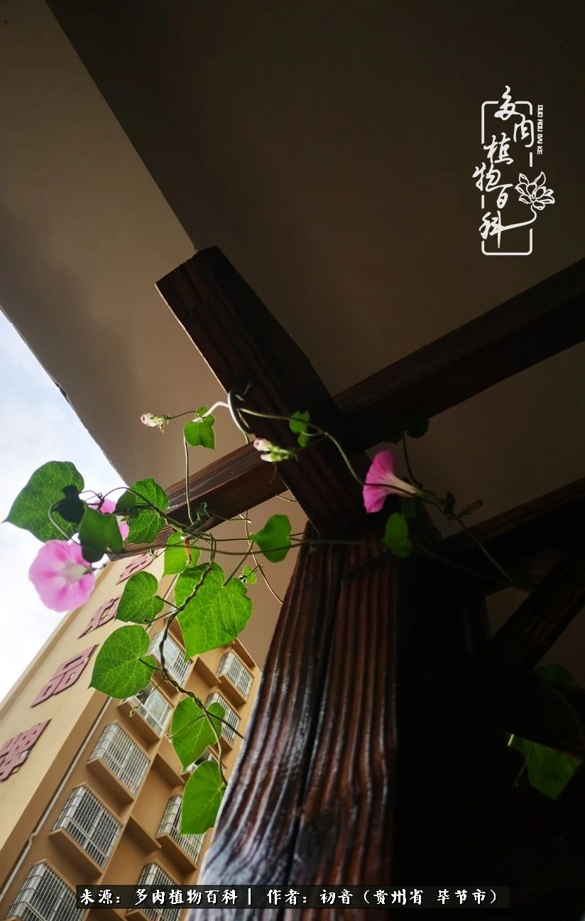 和多肉共度美好时光,与多肉一起成长