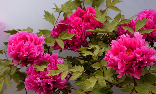 读汤姆索亚历险记会想到哪本书,读汤姆索亚历险记写读书笔记