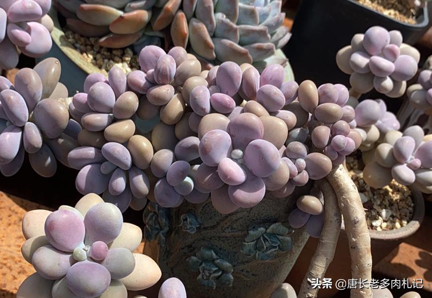 多肉桃蛋蔫了怎么办,多肉桃蛋为啥蔫了