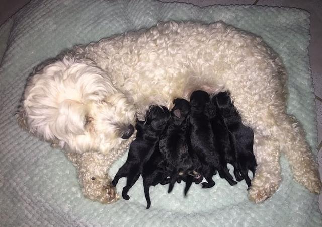 贵宾犬生了一窝的宝宝,贵宾刚生小狗什么样