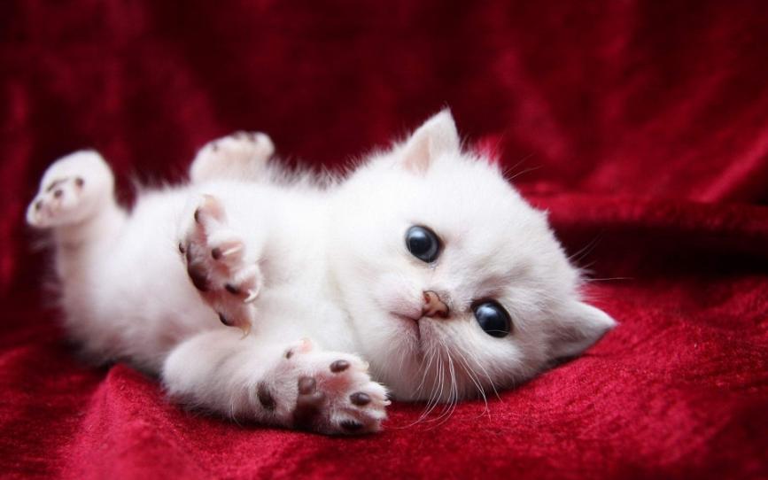 母猫难产小猫出生后怎么救,母猫难产的原因和处理方法