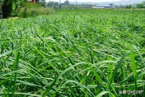 牧草鸭茅是什么,鸭茅林下种植