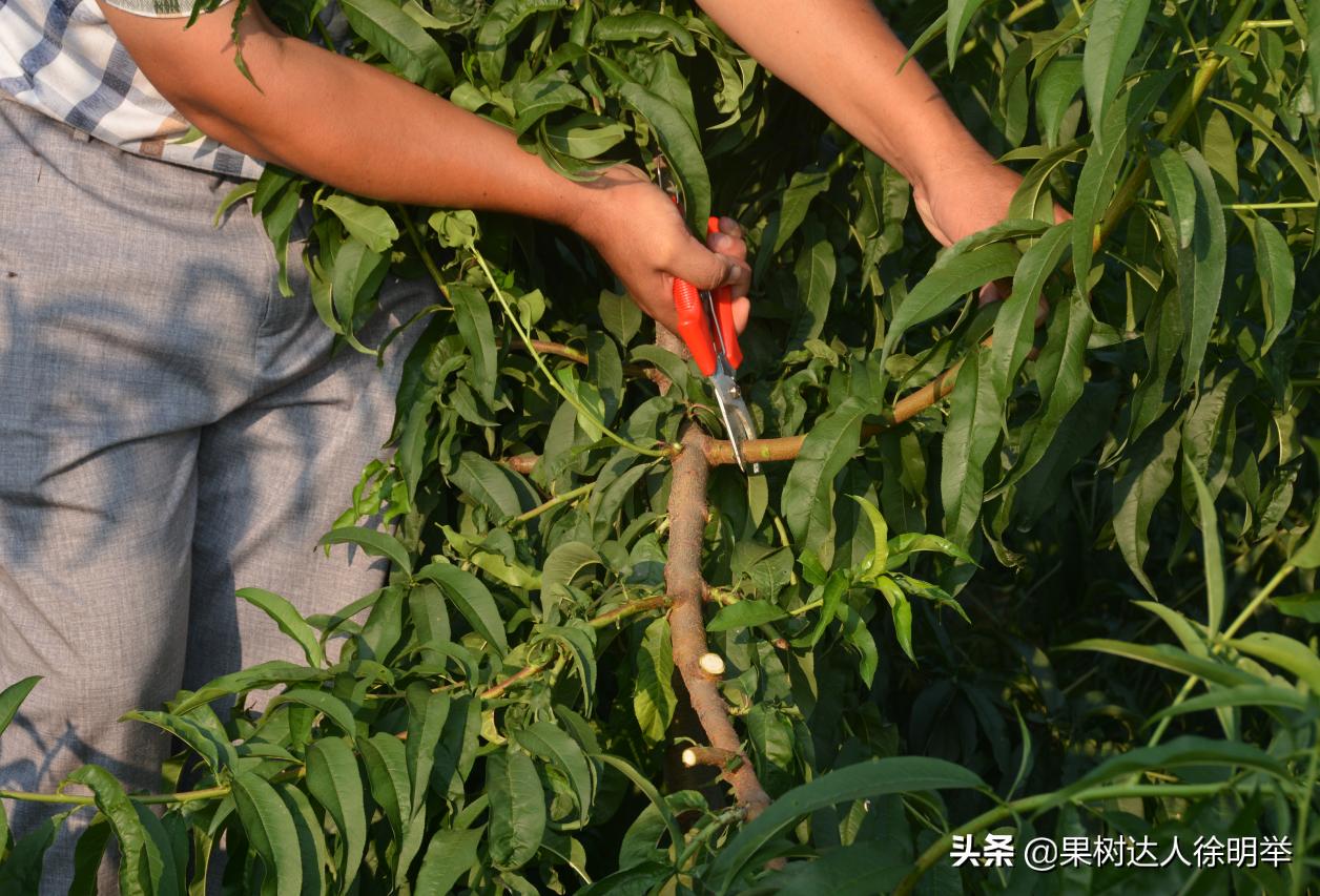 桃树修剪剪刀买什么样的,桃树整形修剪技术