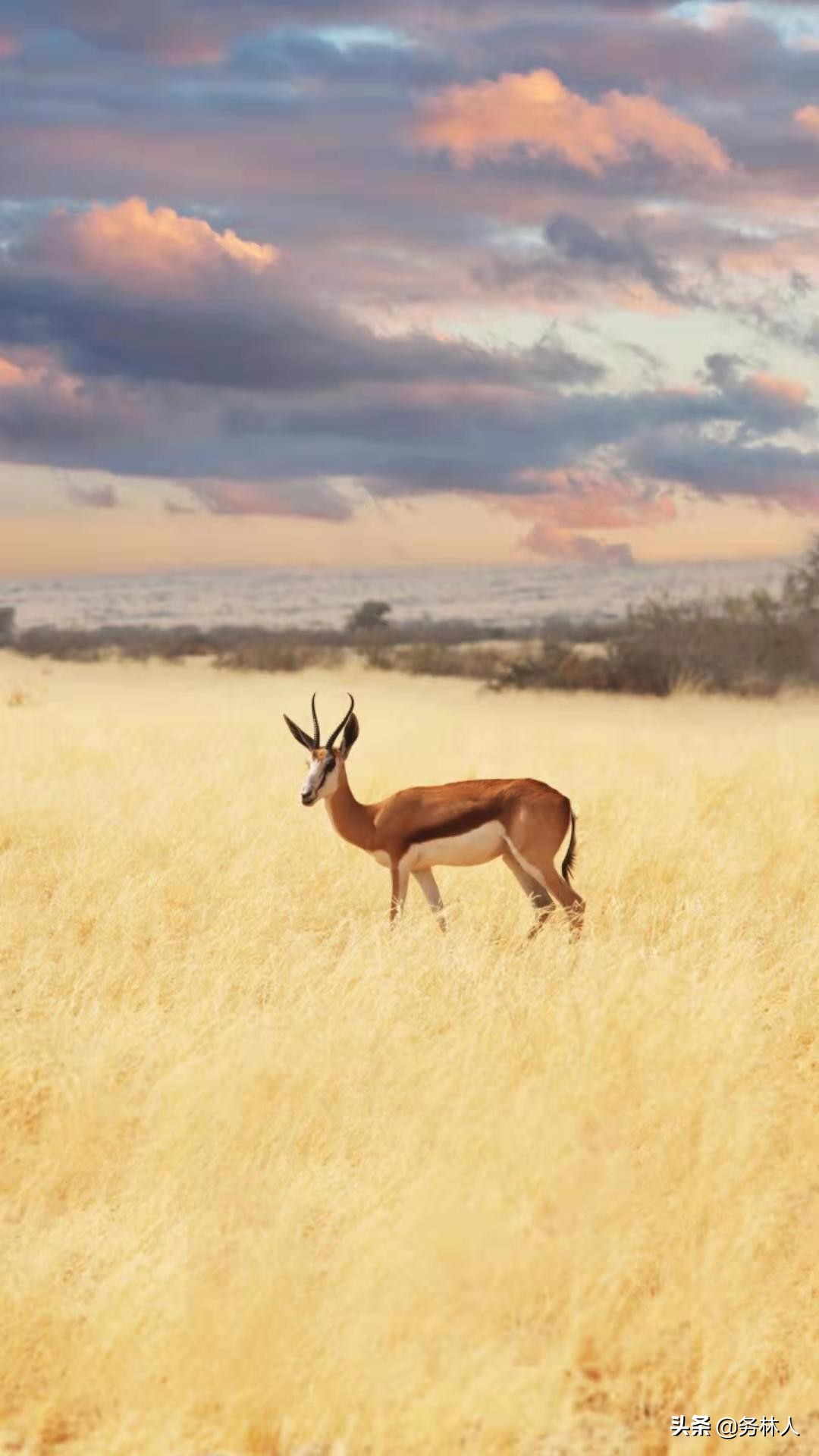 长白山森工集团有关情况,长白山森工集团怎么样