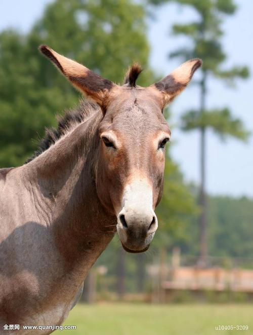 臭马肉香驴肉宁死不食,臭马肉香驴肉宁死不吃骡子