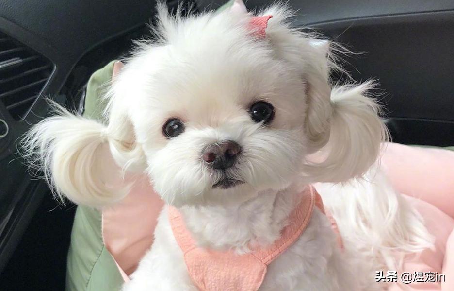 狗狗肚子不停的咕咕叫还伴有呕吐,狗狗嘴边挂粘稠口水还呕吐咋回事