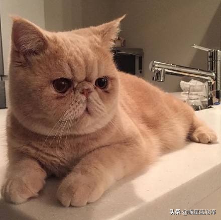 加菲猫聪明调皮视频,可爱顽皮又讨喜的加菲猫