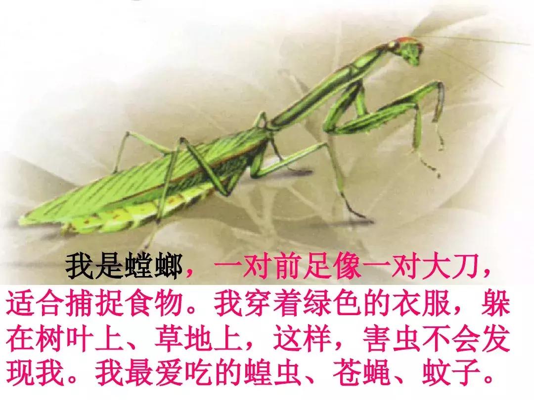 一年级下册语文19课棉花姑娘,一年级棉花姑娘课文笔记