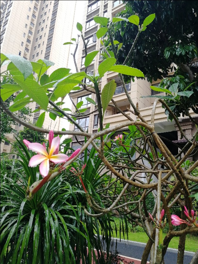 小区的广玉兰花开了,鸡蛋花树开花图片