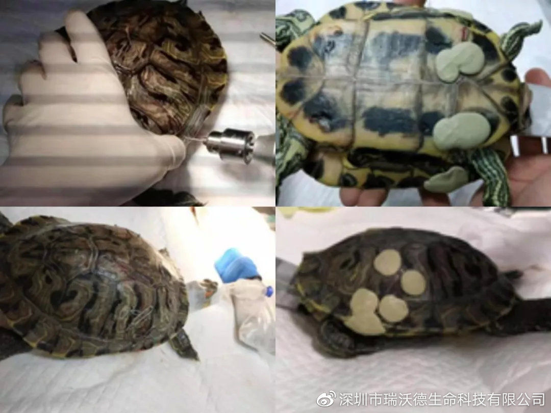 乌龟龟甲外伤该如何修复（下）