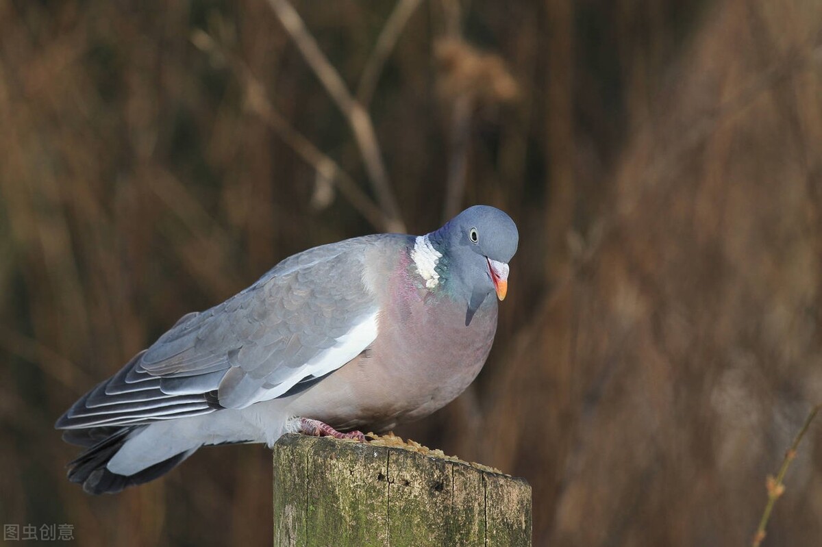 养鸽子老是生病怎么回事,鸽子拉水便精神萎靡是怎么回事