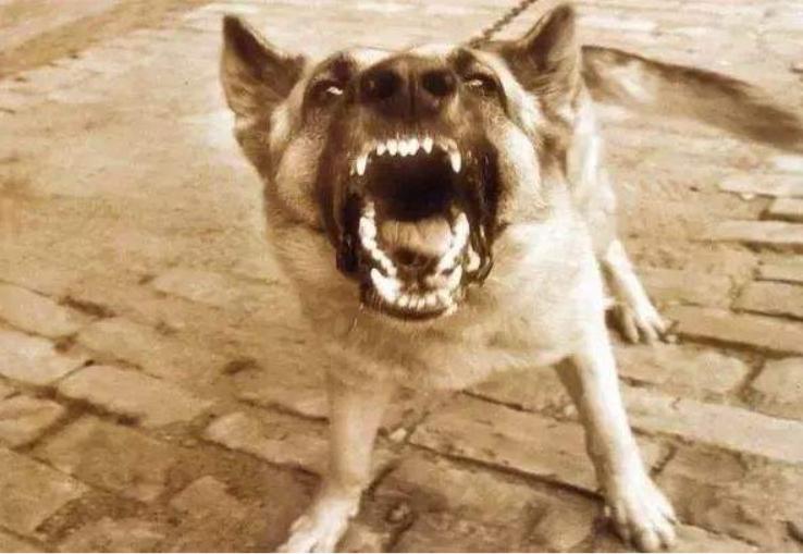 判断狗狗有没有狂犬病的三种方法,狗狗有这几种症状多半是狂犬病