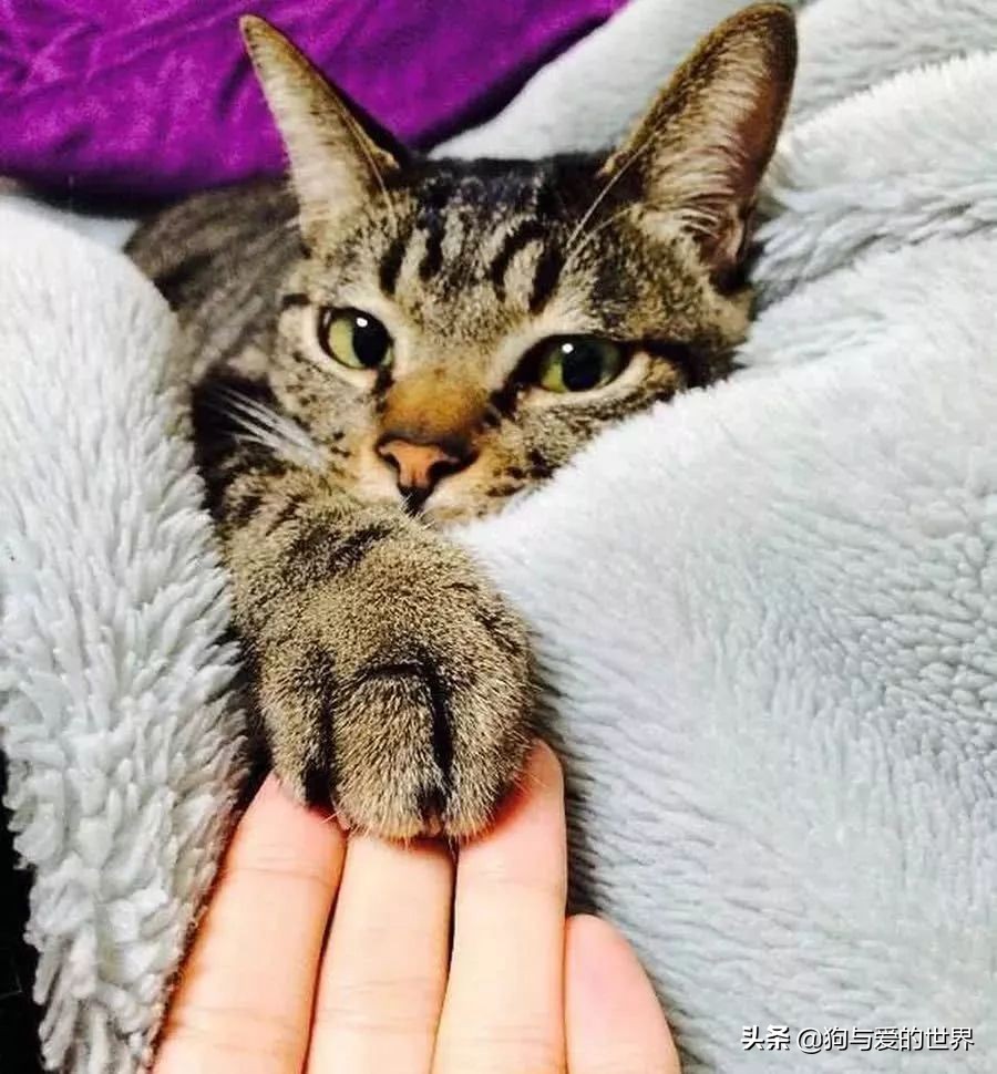 猫猫为什么总把脚放我脸上,为什么猫猫喜欢把头埋在臂弯