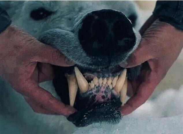 狗狗出现这些症状，主人就要关注了，它这是缺钙了