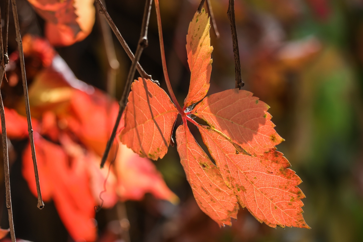 浣宠兘闀跨劍rf100-400,闀跨劍浣宠兘RF闀滃ご