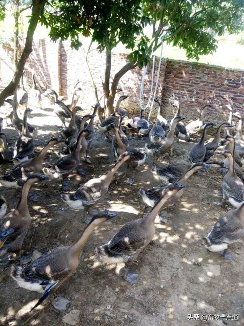 鸭流感会大面积的爆发吗,鸭禽流感的症状和表现是什么