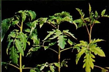 番茄微量元素肥害,番茄肥害叶子表现图片