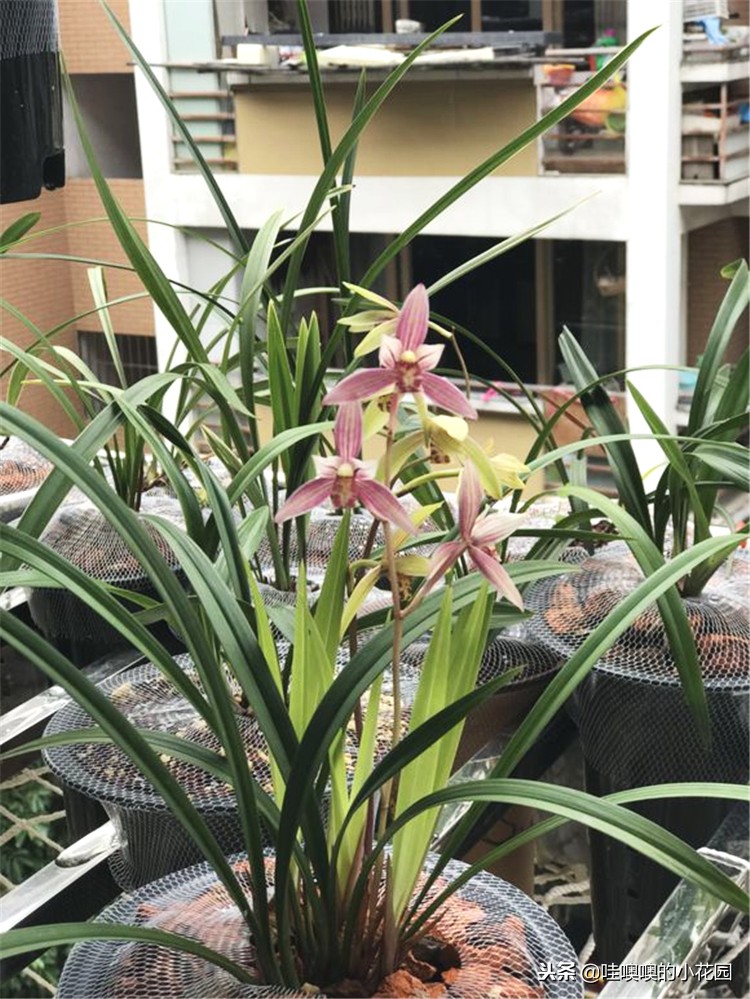 专治兰花黑斑,兰花的黑斑病用大蒜可以治疗吗