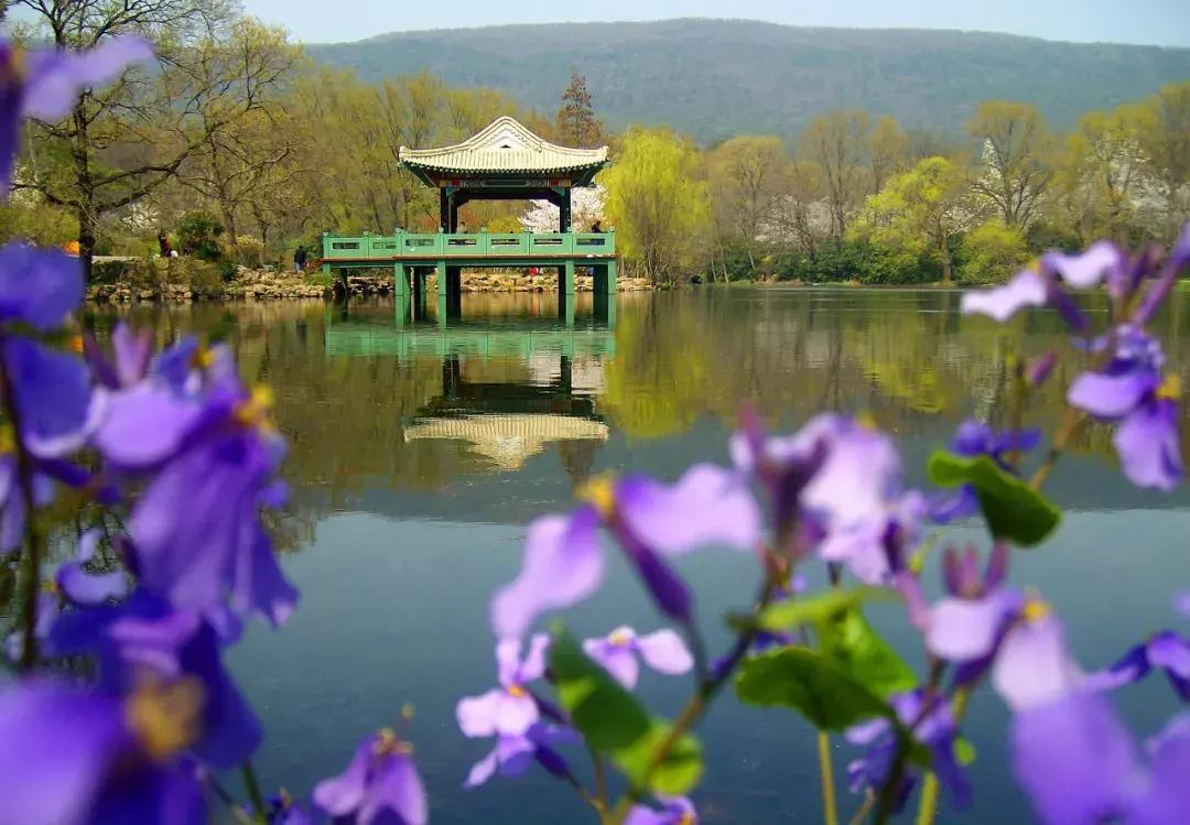 灵谷寺萤火虫7月,灵谷寺萤火虫目前还有吗