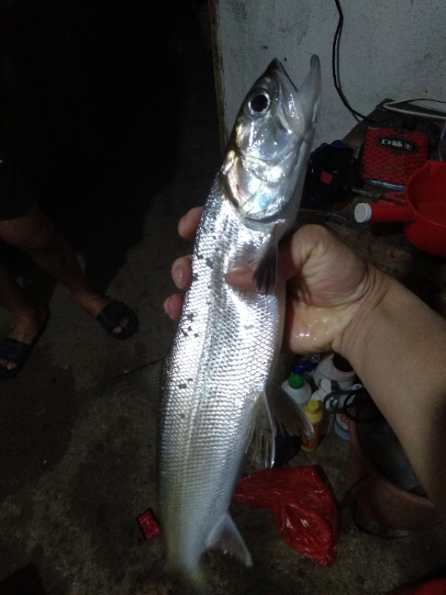 青龙大物竿和潜伏大物竿怎么选,野钓长竿守钓方法