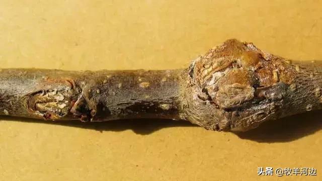 常见各种果树病虫害图谱,果树病害图谱100例