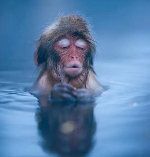 看看猴子,老猴子孙悟空72变