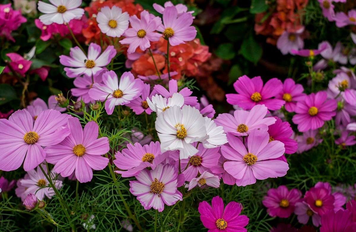 飞狼第一季电视剧全集,小说连载飞狼第一部第一章