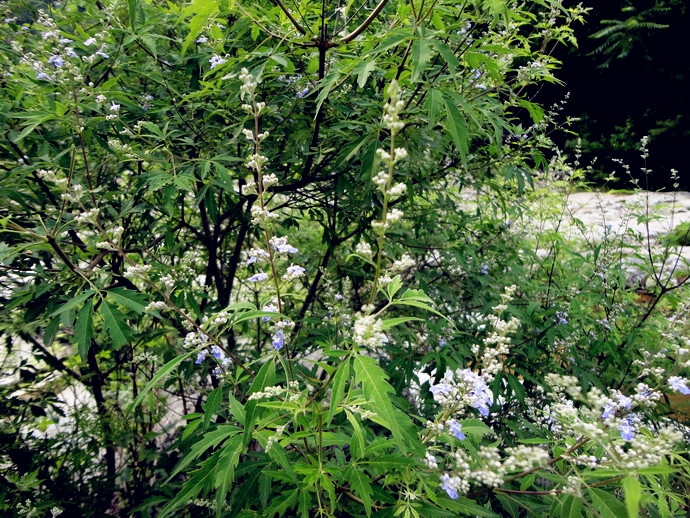 汉字说：“萌”和“芽”的区别是什么？