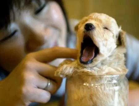 狗狗大全,送给喜欢狗的人）