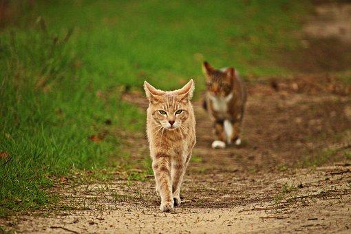 国内常见的猫的品种有哪些,国内很少人养的猫品种大全