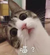 铲屎官常备的药,铲屎官该如何治疗和预防