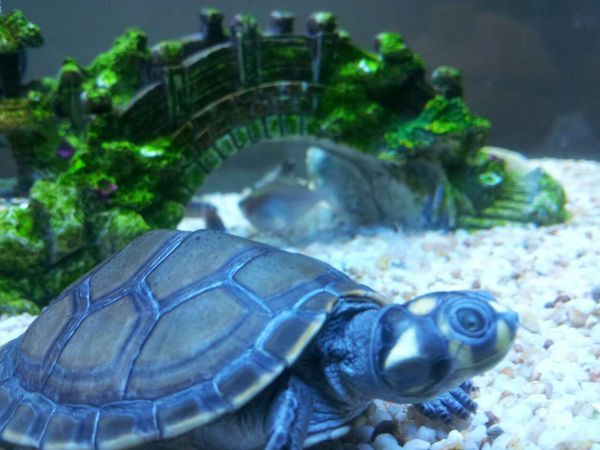 家庭水族箱热带鱼和黄头侧颈龟龟混养之入门指南