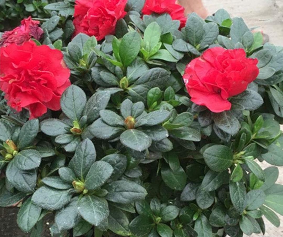 西洋杜鹃黄叶落叶怎么办,新收到的杜鹃花花蔫了怎么办