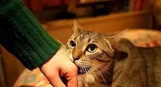 猫喜欢咬人是什么心态,猫已经养成咬人的习惯怎么纠正