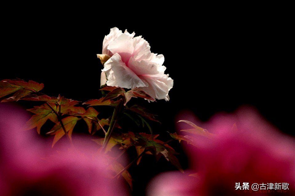 最美牡丹诗词20首,研究牡丹花