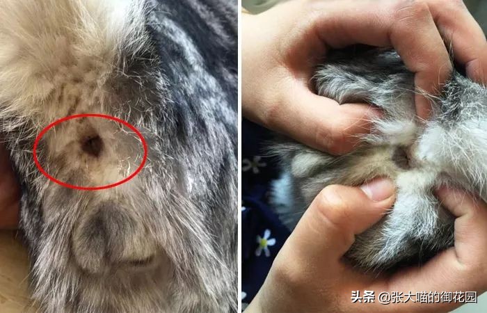 重口味话题，返点勿入！猫咪的肛门腺挤还是不挤？这是一个问题