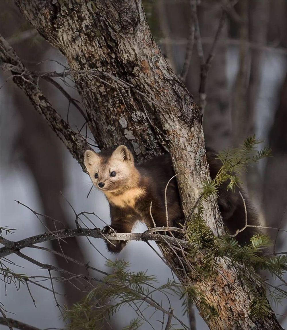萌化延边发现珍稀紫貂,罕见紫貂现身长白山