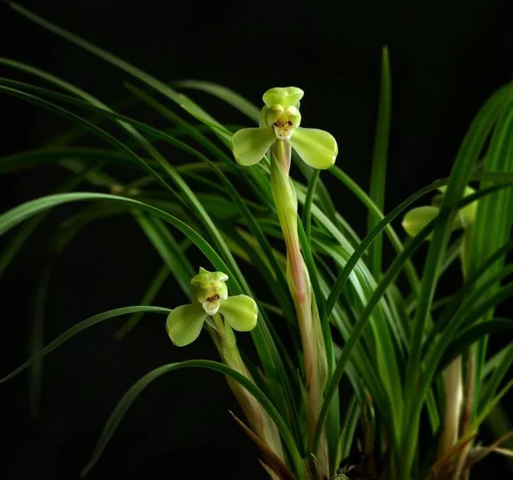 兰花猎人选兰从细节入手，一高兴说出了春兰看芽赌草的奥妙之处
