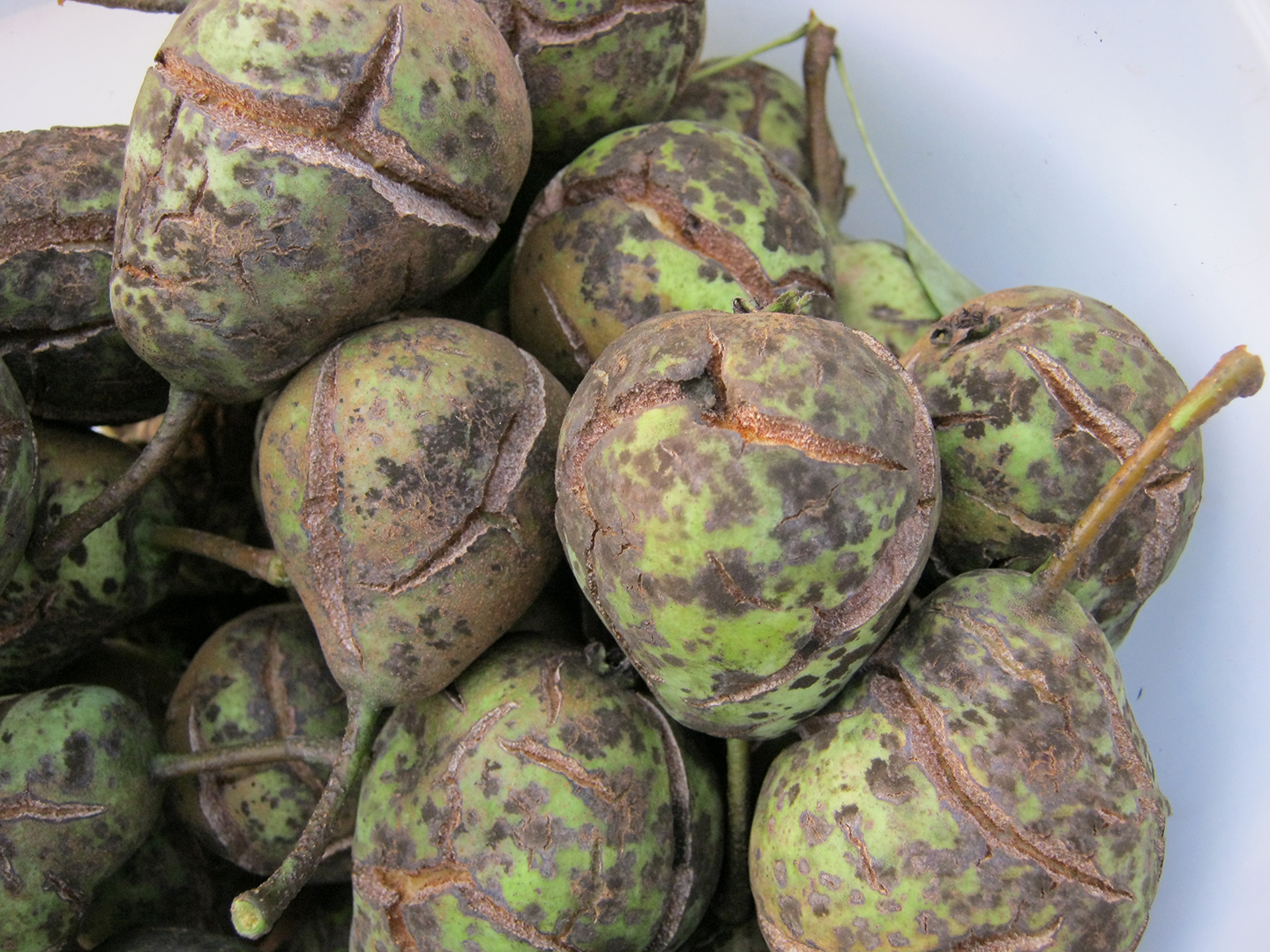 千万别大意，梨树种的好不好，病虫害防治是关键