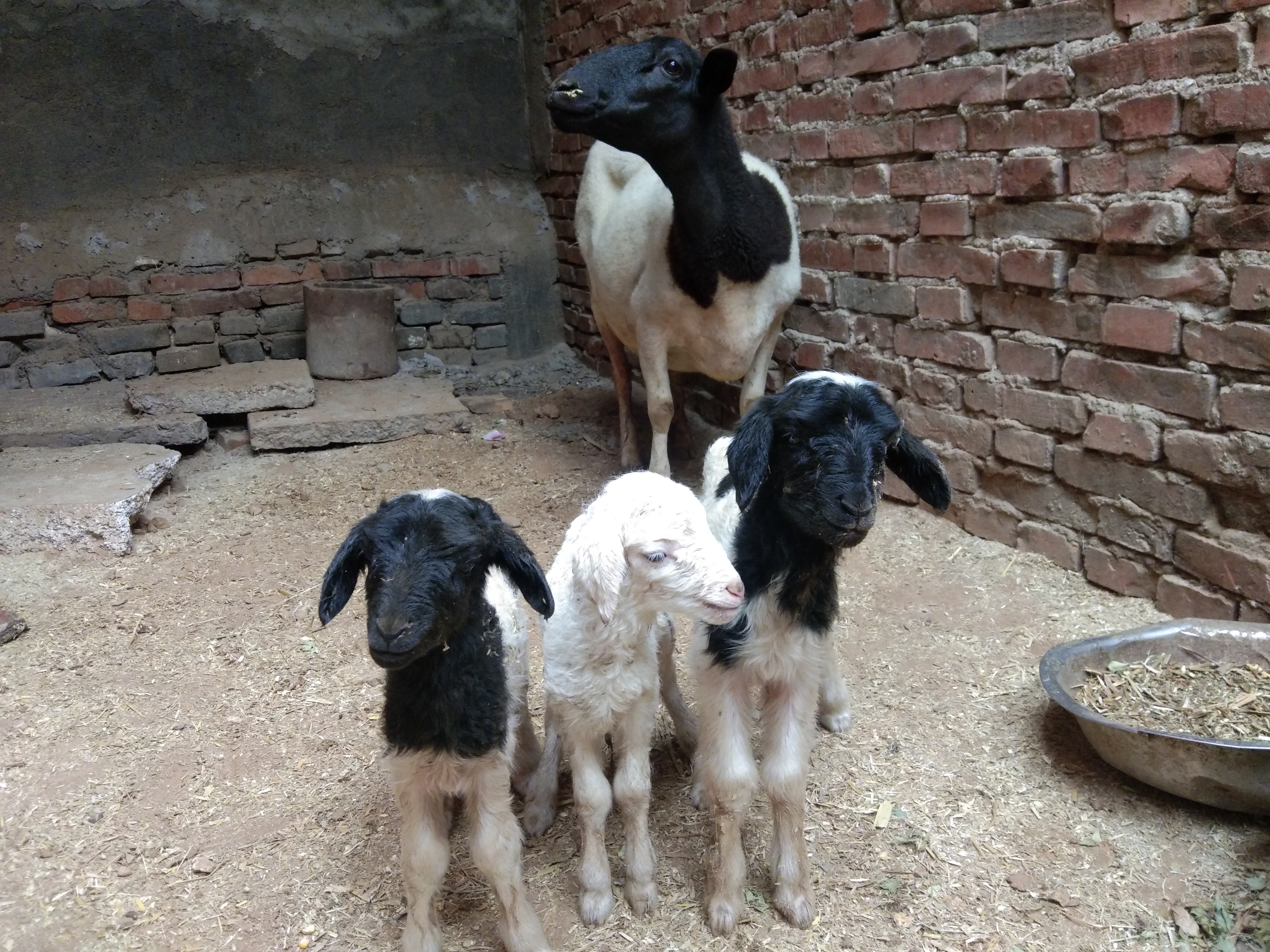 养羊技巧,养羊关注事项及预防方法