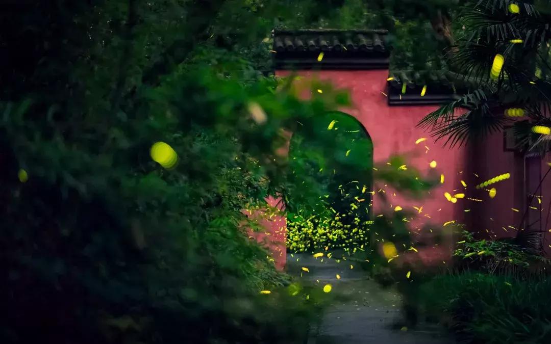 灵谷寺萤火虫7月,灵谷寺萤火虫目前还有吗