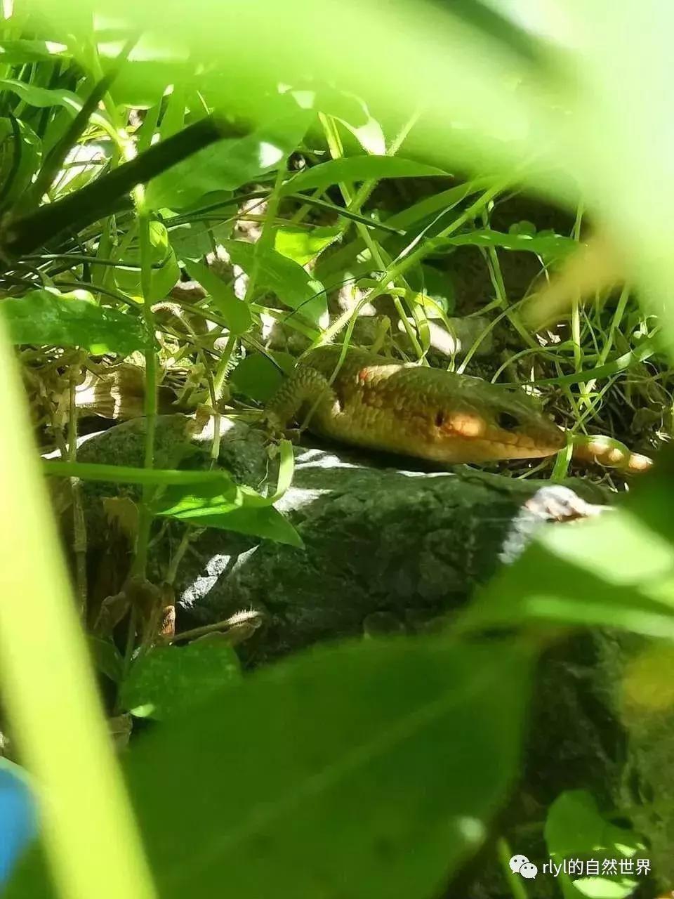 黄缘龟多大可以进环境造景,黄缘龟造景用陶粒还是火山石