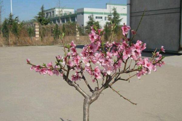 轻土桃花盆栽,桃花盆栽水培
