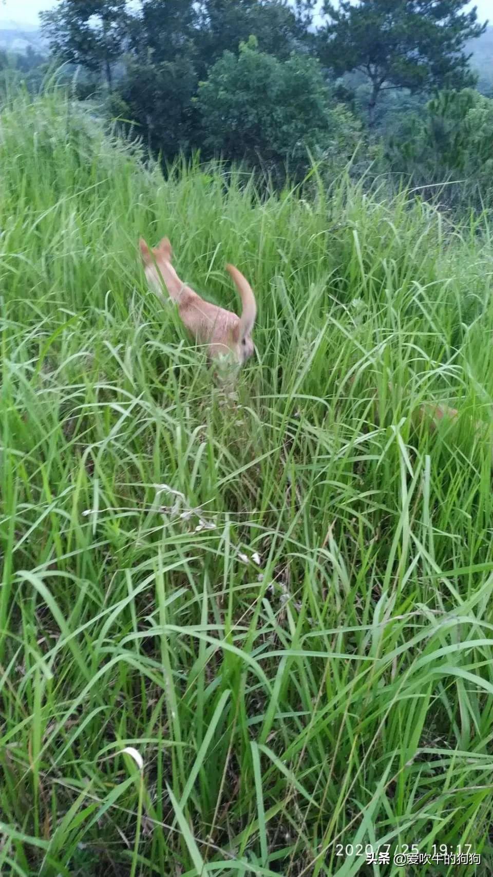 一个广西猎犬玩家的心声：我心目中的好狗，是这样子的