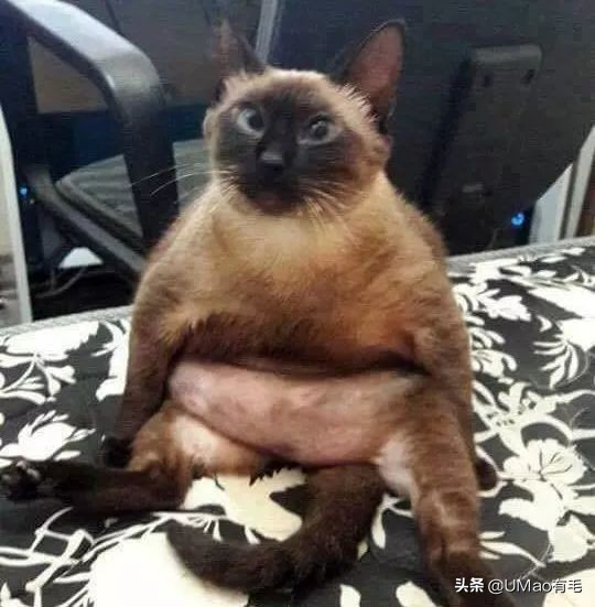 胖橘猫和黑猫,橘猫黑猫白猫哪个最可爱