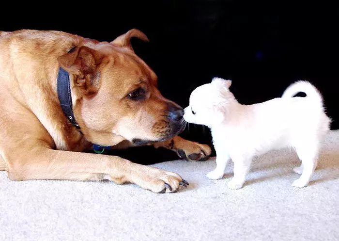 狗狗刚生完小狗关注事项,狗狗怀孕了需要关注什么事情