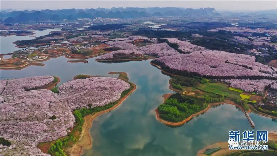 贵安久安,贵州省久安贵茶