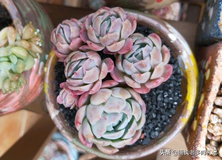 冰梅多肉皮实好养吗,冰梅多肉和迪奥多肉有什么区别