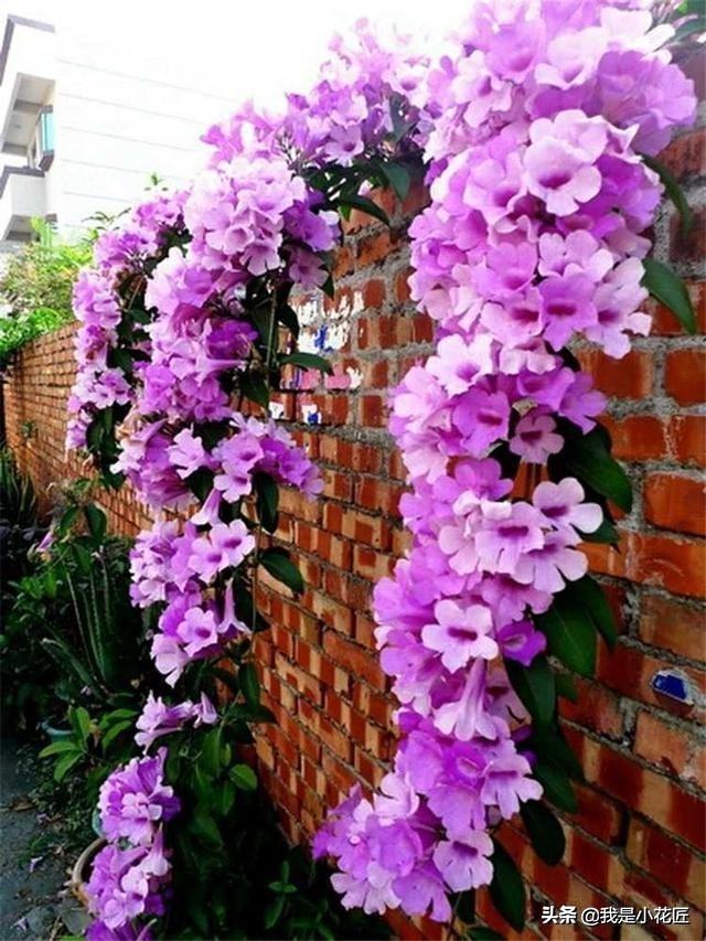 适合阳台种植的爬藤植物都有哪些,家庭阳台种什么爬藤植物比较好